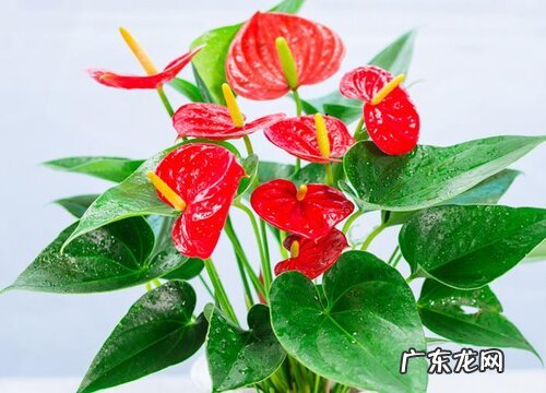 要想红掌开花叶片翠绿需要怎么养护
