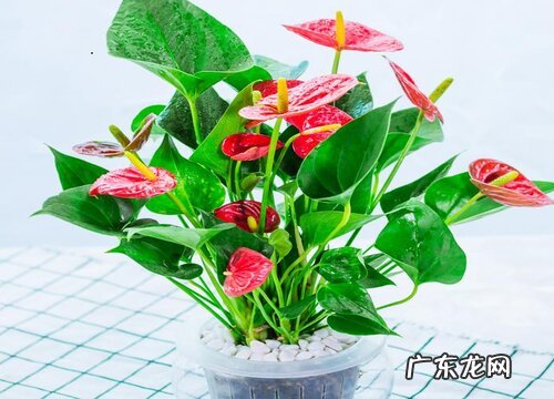 要想红掌开花叶片翠绿需要怎么养护