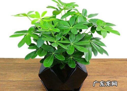 鸭掌木如何管理绿芽呼呼冒