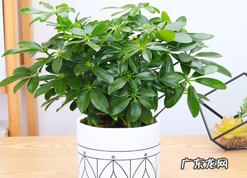 鸭掌木如何管理绿芽呼呼冒