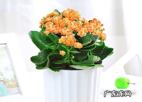 长寿花夏季怎么施肥叶片肥厚生长旺