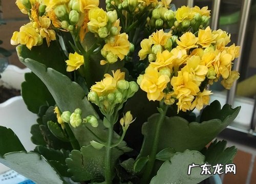 长寿花夏季怎么施肥叶片肥厚生长旺