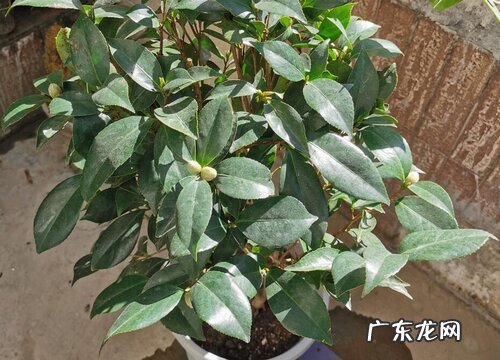 盆栽茶花掉叶子怎么办