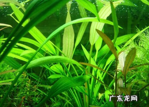 水兰好养吗 水兰的养殖方法和注意事项