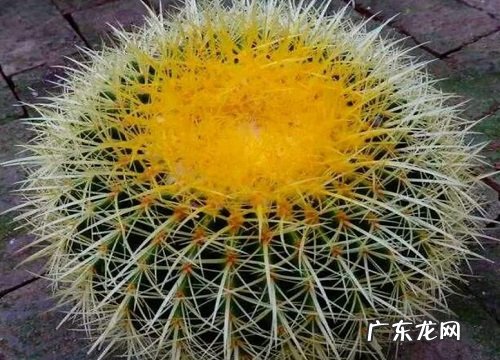 仙人球上盆前需要注意哪些细节