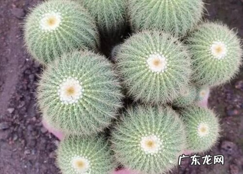 仙人球上盆前需要注意哪些细节