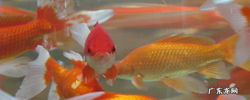 鲫鱼和金鱼有什么区别?详细介绍