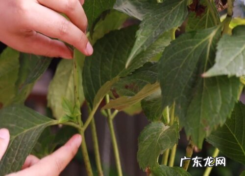 绣球花叶子发黄的补救办法 绣球花黄叶是怎么回事