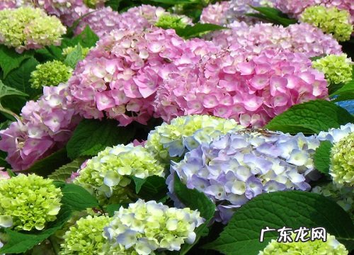 绣球花叶子发黄的补救办法 绣球花黄叶是怎么回事
