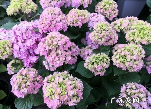 绣球花叶子发黄的补救办法 绣球花黄叶是怎么回事