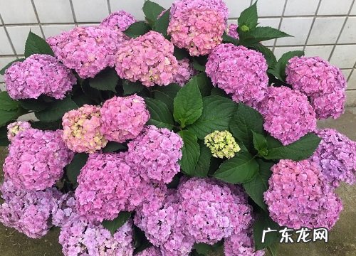 绣球花叶子发黄的补救办法 绣球花黄叶是怎么回事
