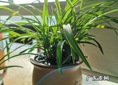 兰花花芽分化期怎么养护快速开花