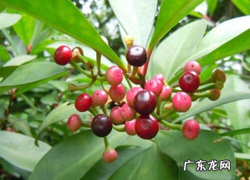 紫金牛的功效与作用