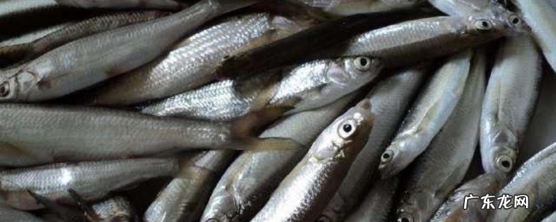 钓白条鱼用什么钩好?附其饵料配制