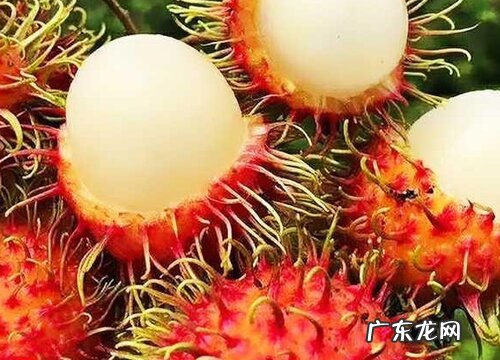 红毛丹的功效与作用