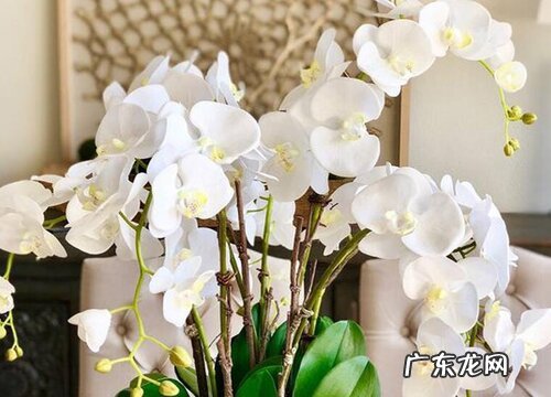 三月家中养蝴蝶兰的摆放位置