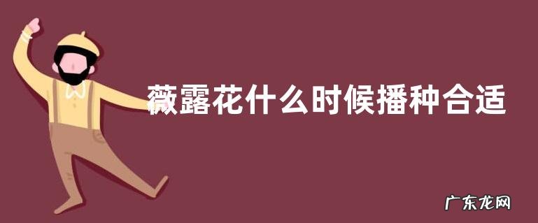 薇露花什么时候播种合适