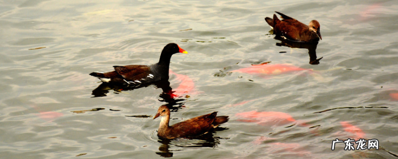 野鸭子的过冬方式,野鸭有哪些生活习性