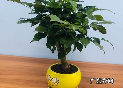 幸福树黄叶掉落需要怎么养护