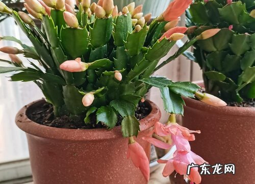 蟹爪兰这些嫩叶如何处理