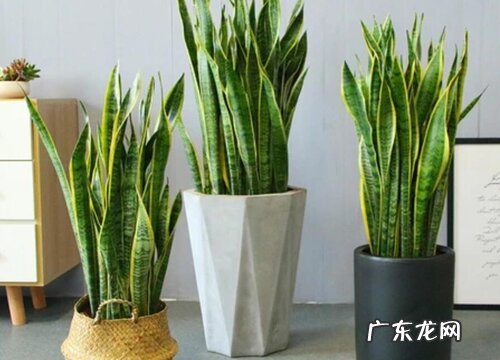 虎尾兰怎么养殖才能更旺盛