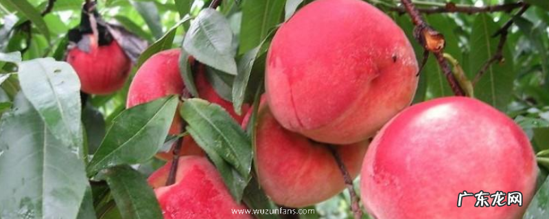 水蜜桃和毛桃有什么不同,附桃子保存的注意事项