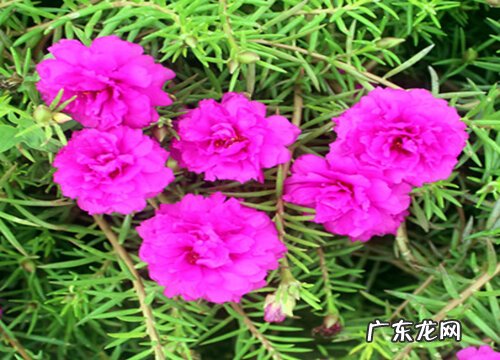 如何给太阳花做个辫子好看又好养