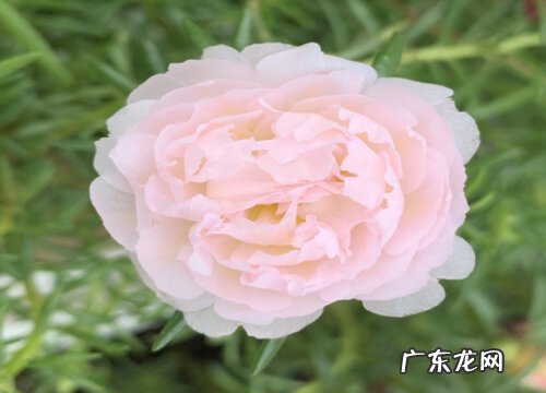 如何给太阳花做个辫子好看又好养