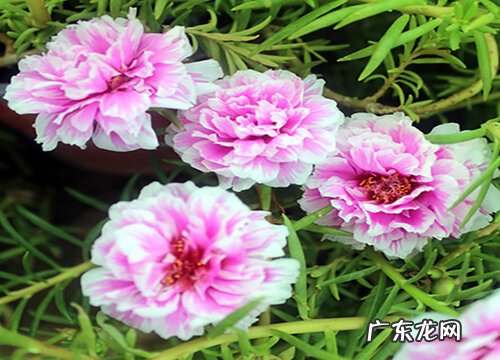 如何给太阳花做个辫子好看又好养