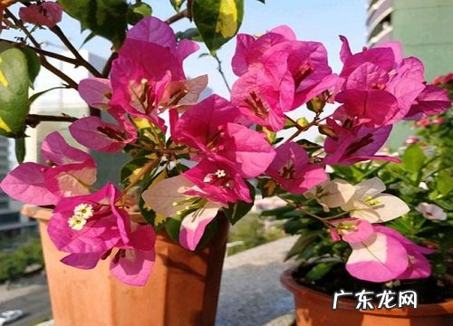 养好三角梅盆栽的小妙招 三角梅怎么养才能开更多的花