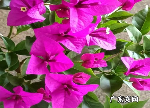 养好三角梅盆栽的小妙招 三角梅怎么养才能开更多的花