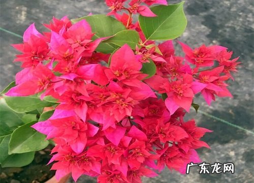 养好三角梅盆栽的小妙招 三角梅怎么养才能开更多的花