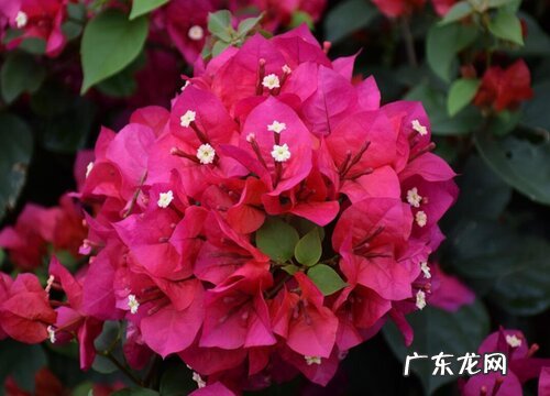 养好三角梅盆栽的小妙招 三角梅怎么养才能开更多的花