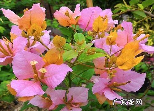 养好三角梅盆栽的小妙招 三角梅怎么养才能开更多的花