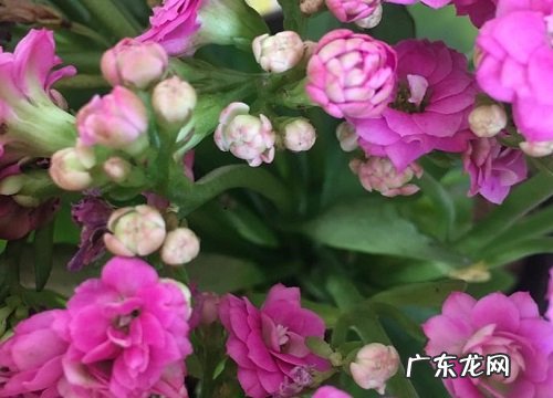 长寿花如何施肥长芽特别旺