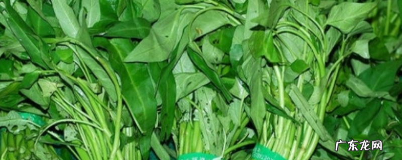 通菜是不是空心菜,附空心菜的做法