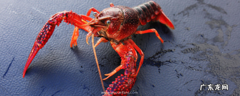 龙虾可不可以生吃，附龙虾的生活习性与价值