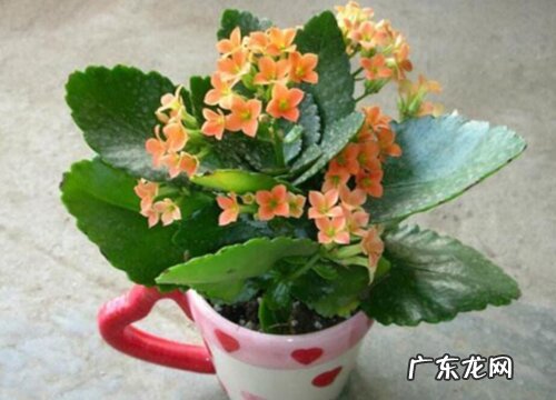 不同的颜色长寿花花语