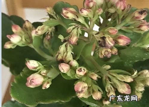 不同的颜色长寿花花语