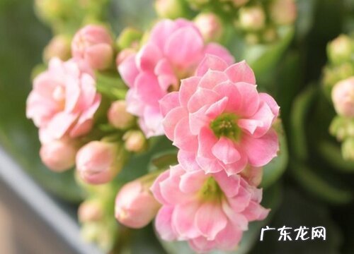 不同的颜色长寿花花语