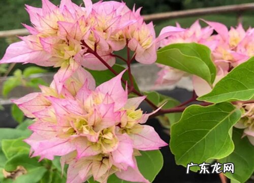 三角梅不开花该如何进行养护