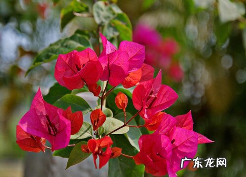 三角梅不开花该如何进行养护