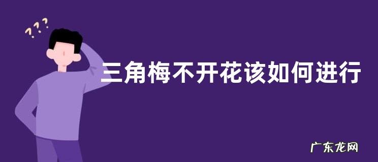 三角梅不开花该如何进行养护