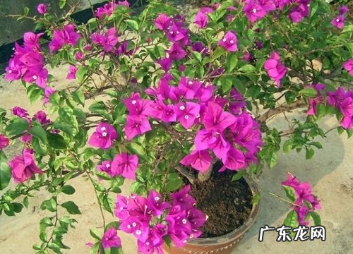 三角梅不开花该如何进行养护