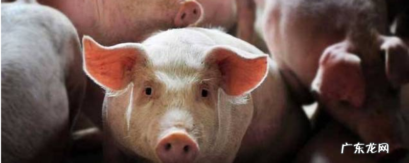 非洲猪瘟是如何传进中国的,人吃了有什么后果