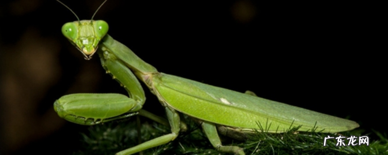 螳螂的繁殖方法,附饲养方法