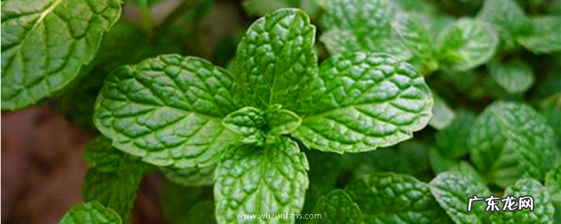 驱蚊草的播种时间,驱蚊草为什么不开花