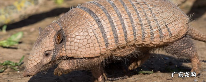 犰狳是不是保护动物,附犰狳生活习性
