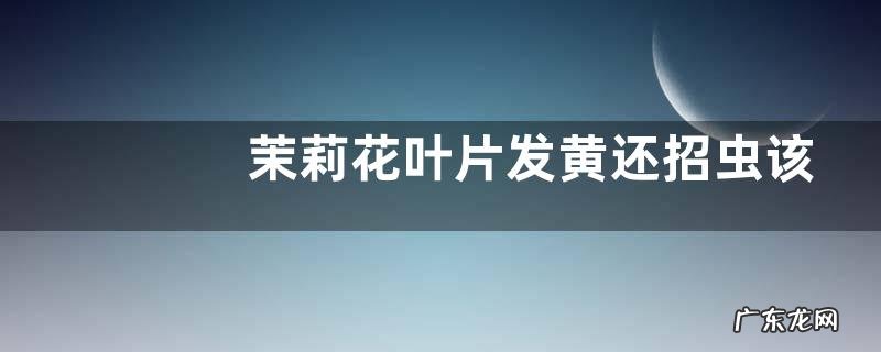 茉莉花叶片发黄还招虫该如何解决