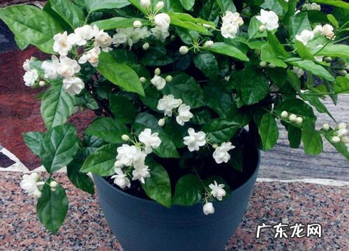 茉莉花叶片发黄还招虫该如何解决